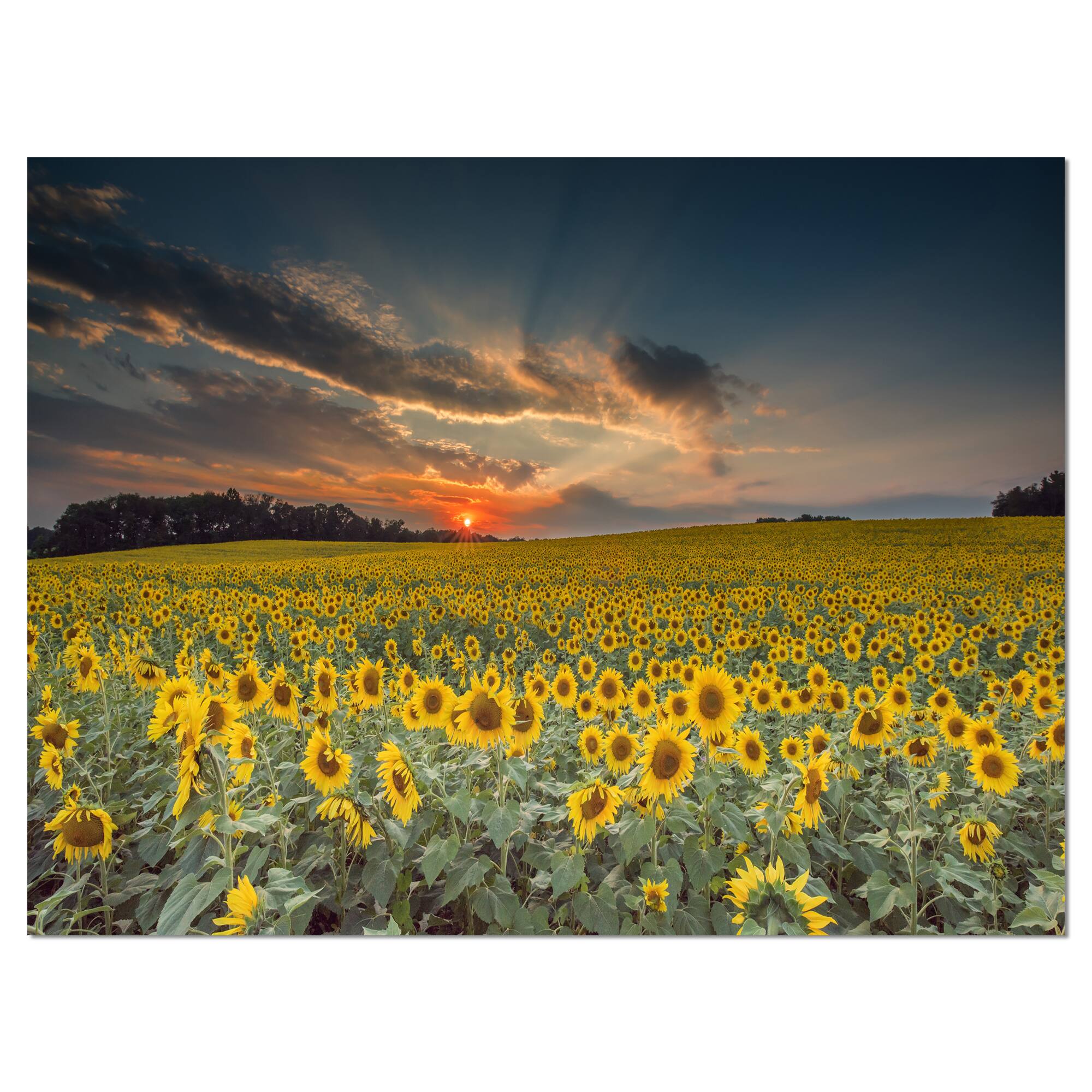Designart - Sunflower Sunset with Cloudy Sky